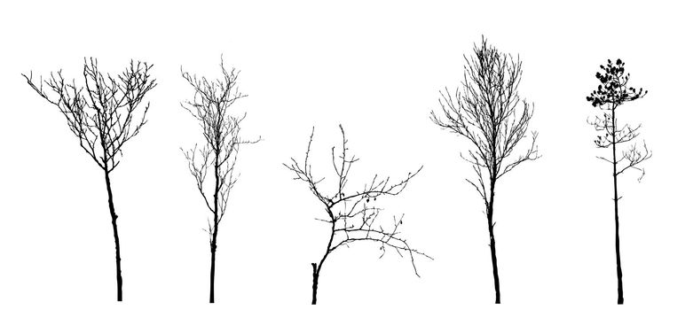 set tree silhouette on white background