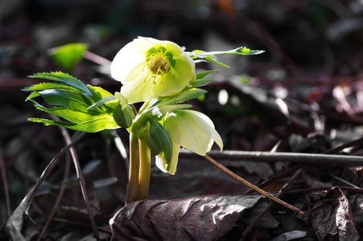 Christmas rose a spring day close to Modena, Italy