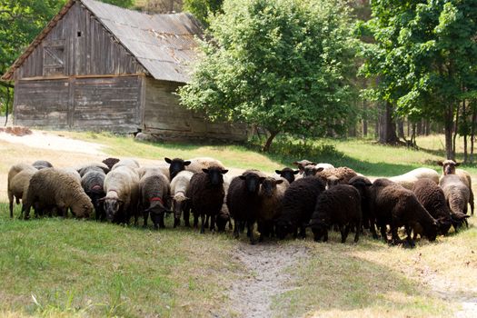 Sheep on a country road looking at the photographer