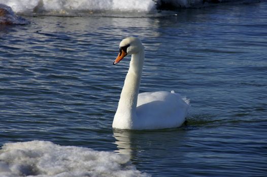 The white swan floats near to an edge of an ice 