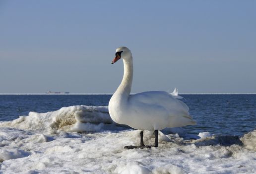 The white swan on a background of the sea