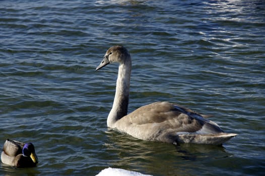 The nestling of a swan floats on water