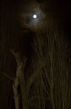 Full moon in a black sky against tree tops in the foreground with copy space