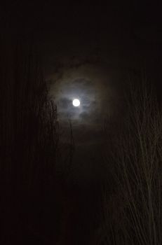 Full moon in a black sky against tree tops in the foreground with copy space
