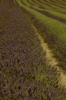 Field with rows of purple and green lavender against a blue sky at the horizon, with copy space