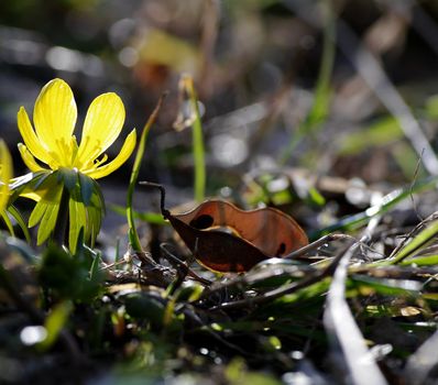 Winter aconite a spring day close to Modena, Italy