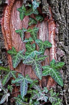 Common Ivy a spring day close to Modena, Italy