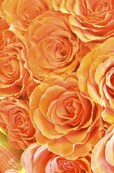 Frame full of orange/ apricot/ yellow roses