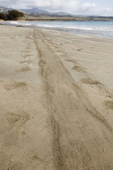 Trail from Elephant Seal on Ocean Front Shore Sand.