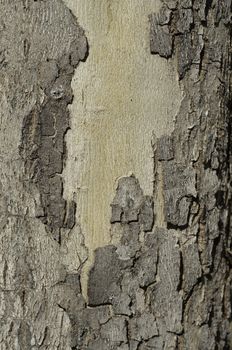 maple tree trunk with bark pealing background and texture