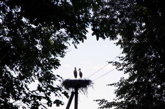 Couple of storks sit in nest on electric pole surrounded by tree branches against sky.