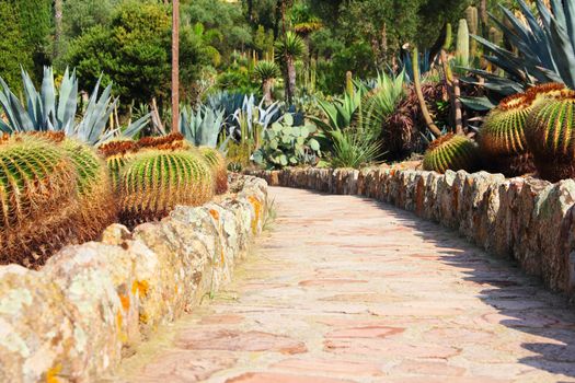 Road in cultivated cactus garden, Spain