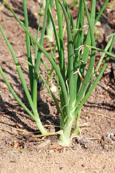 Close-up of growing green onion in the garden