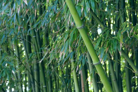 Beautiful view of Green bamboo forest