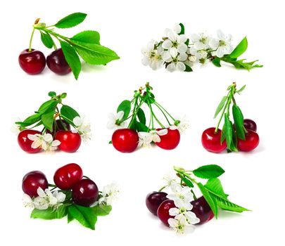 Set of cherry with leafs and flowers isolated on white background