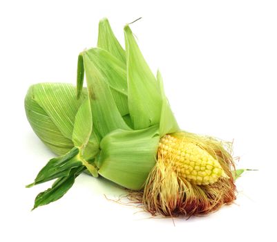 One ear of corn isolated on a white background 