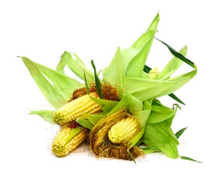 Three ears of corn isolated on a white background 