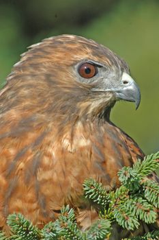 Red-tailed Hawk (Buteo jamaicensis)