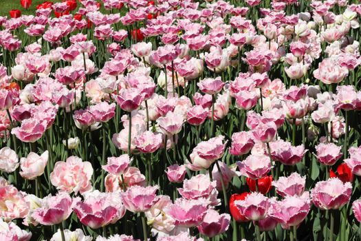 Spring pink blooming tulips garden beautiful background