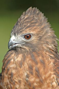 Red-tailed Hawk (Buteo jamaicensis)