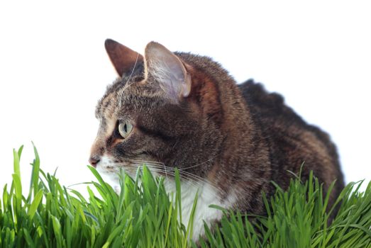 Adult cat in grass isolated on white