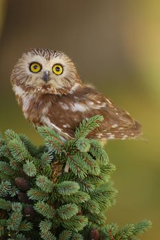 Northern Saw-whet Owl (Aegolius acadicus) sitting on a tree