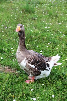 Portrait of a Gray goose standing on grass
