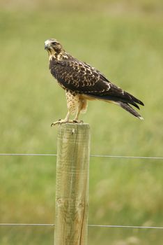 Juvenile Red-tailed Hawk (Buteo jamaicensis) sitting on a pole