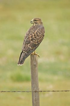 Juvenile Red-tailed Hawk (Buteo jamaicensis) sitting on a pole