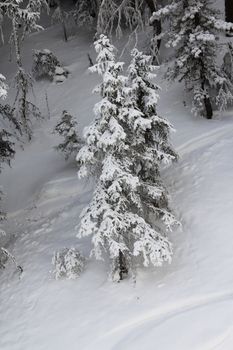 Winter forest in mountains with snowy firs