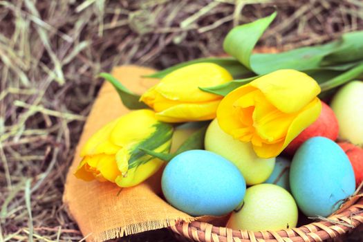 Basket of colored easter eggs and tulips on hay