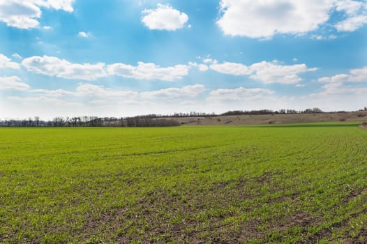 Green grass and blue sky. Spring landscape.