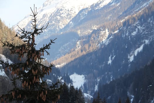 Beautiful fir-tree with fir-cones in winter mountains