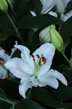 Beautiful fresh lily bouquet macro close up