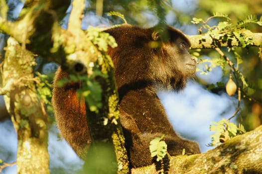 Howler Monkey in a tree at La Ensenada, Costa Rica.