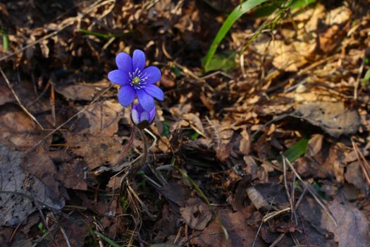 First spring Hepatica flowers macro closeup