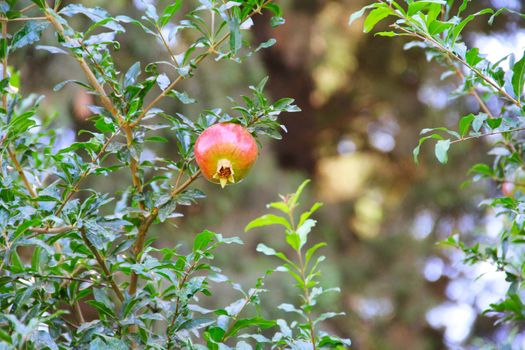 Pomegranate fruit on the tree in leaves close-up
