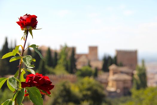 Panoramic view on ancient city of Alhambra and roses