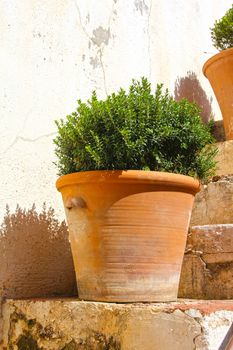 Pots with cypressm  on ancient stone stairs of Alhambra