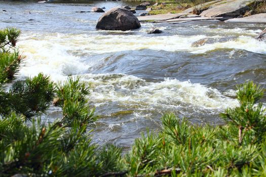River rapids and pine branch closeup in Langinkoski Finland