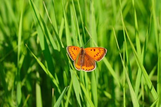 Small orange butterfly on fresh green grass background