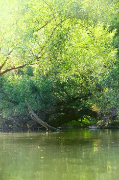 Forest river scene with trees over the water