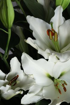 Beautiful fresh lily bouquet macro close up