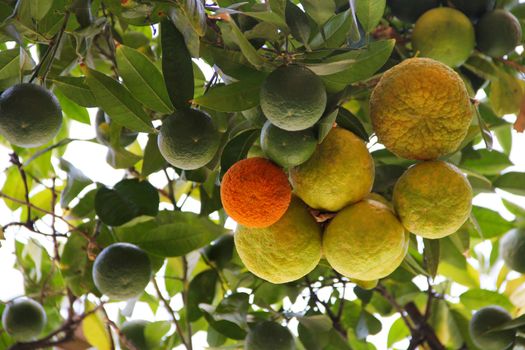 Oranges on tree branch in garden close up