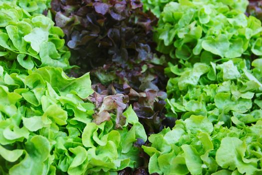 Red and green lettuce in garden close up