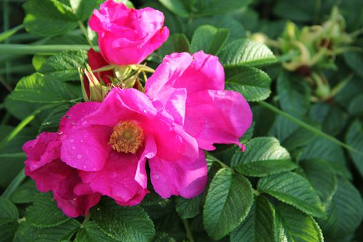Flowering wild rose with dew macro close up