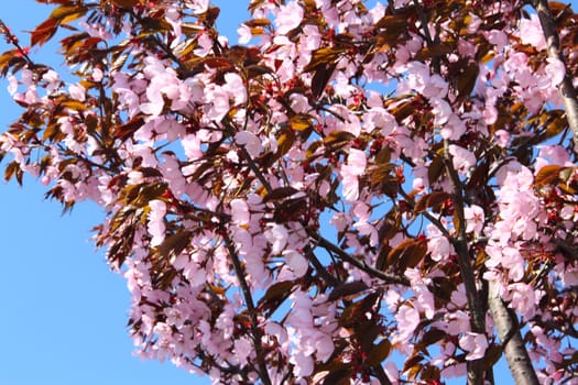 Blooming cherry on blue sky background