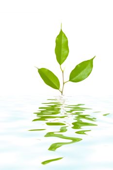 Nature theme: an image of a fragile green plant in the water