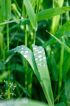 An image of green plants covered with drops of water