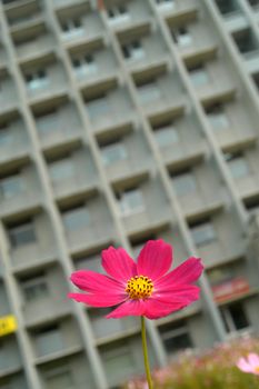  A flower on a background of a concrete building                               